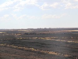 5 bin dönümlük arazi küle döndü