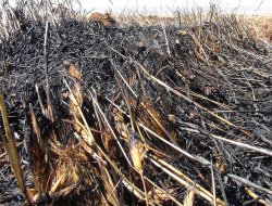 Buğday tarlasında çıkan yangın korkuttu