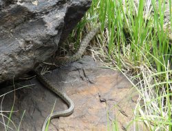 Havalar ısındı, yılanlara dikkat!