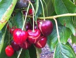 "Yağmurdan dolayı kirazda üretim kaybı yaşanıyor"