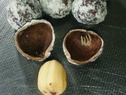 Fındığın kabuğundaki Allah lafzı ilgi çekti