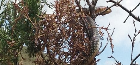 Gümüşhane'de 6 metrelik yılan köylünün kabusu oldu