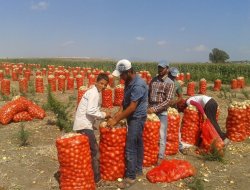 Soğan ihracatının durması tarım işçilerini vurdu