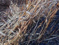 Yıldırım 180 dönümlük ekili alanı küle çevirdi