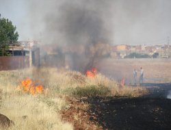 Buğday ekili arazi küle döndü