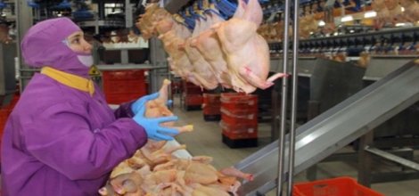 IŞİD Tavukçuları Vurdu