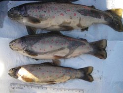 Ağrı'da alabalıkların gen haritası çıkartılacak