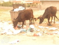Kozluk'ta Çöpçü İnekler İşbaşında