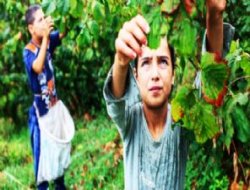 Fındık yevmiye ücreti belli oldu