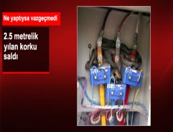 Yılan Elektrik Trafosunu Yuva Edindi