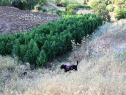 Uyuşturucu baskınları devam ediyor