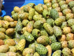 Kendiliğinden yetişen şifa kaynağı: Dikenli incir