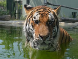 Bursa Zoo'nun en yeni üyesi: AMUR kaplanı