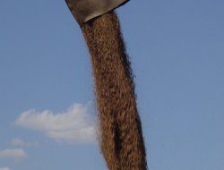 İlaçlanmayan tohumlarda sürme hastalığı