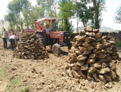 Köylüler en ucuz yakacak olan tezek için kolları sıvadı