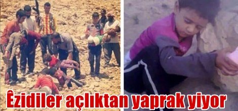 Ezidiler açlıktan yaprak yiyor