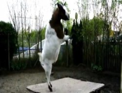 Kafasıyla Her Şuta Pas Veren Keçi