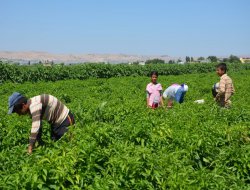 Şanlıurfa'da biber hasadı başladı