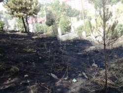 Çıkan yangından çam ağaçları zarar gördü