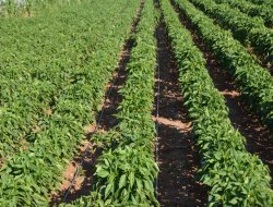 Tarım ÜFE Temmuz ayında yüzde 0,73 azaldı