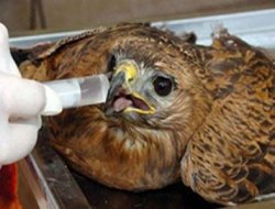 Şırnak'ta yaralı kızıl şahin bulundu