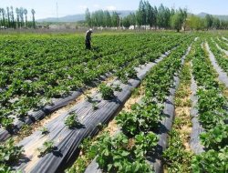 Muş'ta çilek yetiştiriciliği yaygınlaşıyor