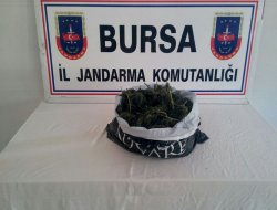 Tarlasında esrar yetiştirmiş