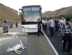 Başıboş hayvanlar kazaya neden oluyor