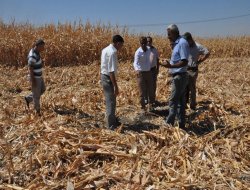 Anızı yangınını engellemek için sap parçalama çalışması yapıldı