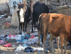 Çöpleri mesken edinen inek sütlerine dikkat