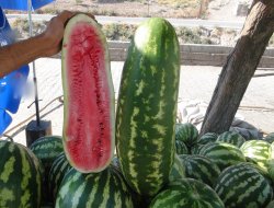 55 santim uzunluğundaki karpuz ilgi odağı oldu