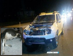 Başıboş hayvan kazaya sebep oldu