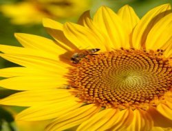 Çocuklarda Alerjinin Baş Mimarı Süt ve Çikolata