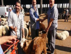 Diyarbakır'da kurbanlıklar görücüye çıktı