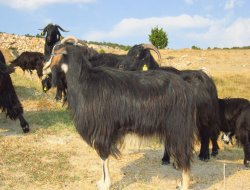 PKK köylüye keçi beslemeyi yasakladı