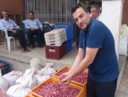 Gaziantepli fıstık üreticileri fiyatlardan memnun