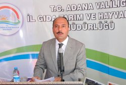 Adana'da 80 bin ton yer fıstığı rekoltesi bekleniyor