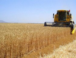 Ceylanpınar TİGEM'de buğday üretimi geçen yıla oranla düştü