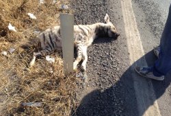 Koruma altındaki sırtlana araç çarptı