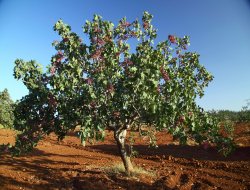 Yeşil Altın Antepfıstığı Zirvesi ve Çalıştayı düzenlenecek