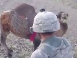 Selamunaleyküm diyen ABD askerine devenin verdiği tepki!