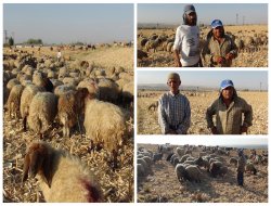 Köylüler hayvanlarını otlatacak çoban bulamıyor