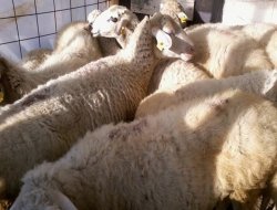 Kaçak küçükbaş hayvanlara el konuldu