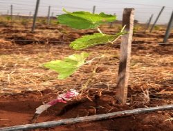 D.Ü Diyarbakır iklimine uygun üzüm için araştırma yaptı