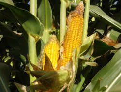 Anıza ekilen mısır mahsulünde rekor verim