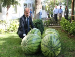 Diyarbakır'da karpuz festivali düzenlenecek