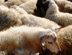 Kobani'den getirilen hayvanlar bedeli ödenerek kesiliyor