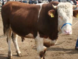 Büyükbaş hayvan sayısı 15 milyon oldu