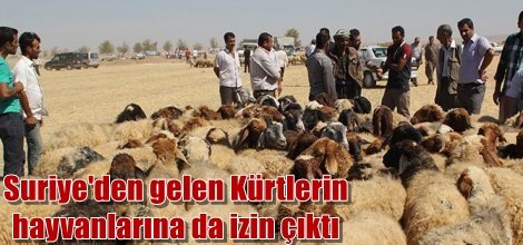 Suriye'den gelen Kürtlerin hayvanlarına da izin çıktı