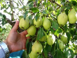 Çiftçi armut fiyatlarından memnun